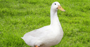 canard pékin