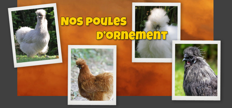 poule d'ornement