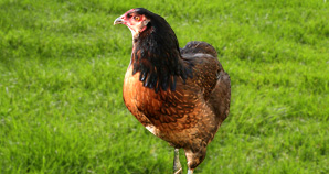 poule araucana