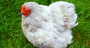 poule bantam