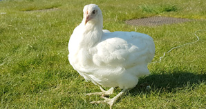 poule Emeraude du nord