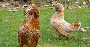 poule padoue