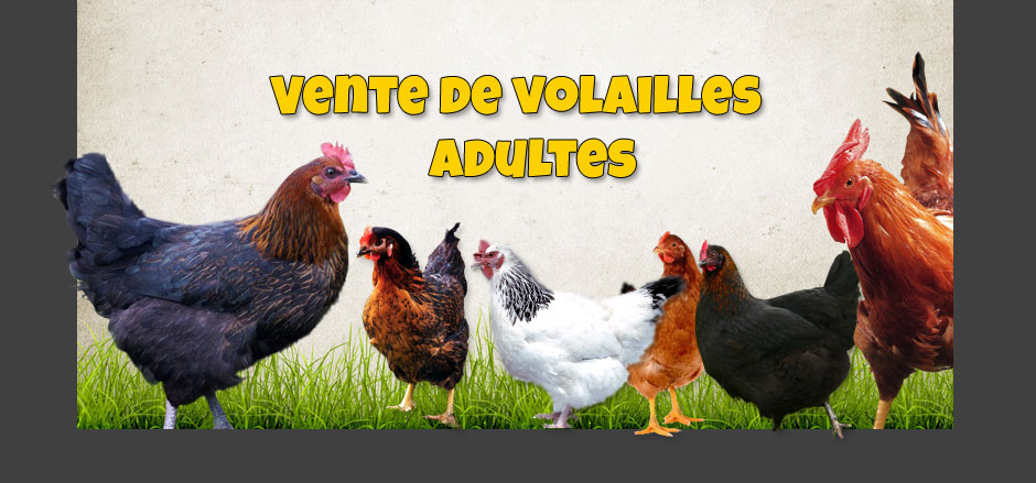 vente de volaille